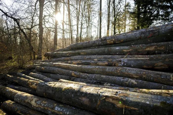 Framed Print : A pile of tree trunks in the forest at sunset Framed Print : A pile of tree trunks in the forest at sunset