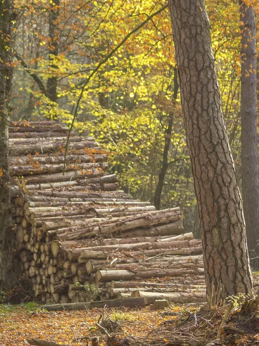 Framed Print : A pile of tree trunks lies in the golden light of an autumn forest Framed Print : A pile of tree trunks lies in the golden light of an autumn forest
