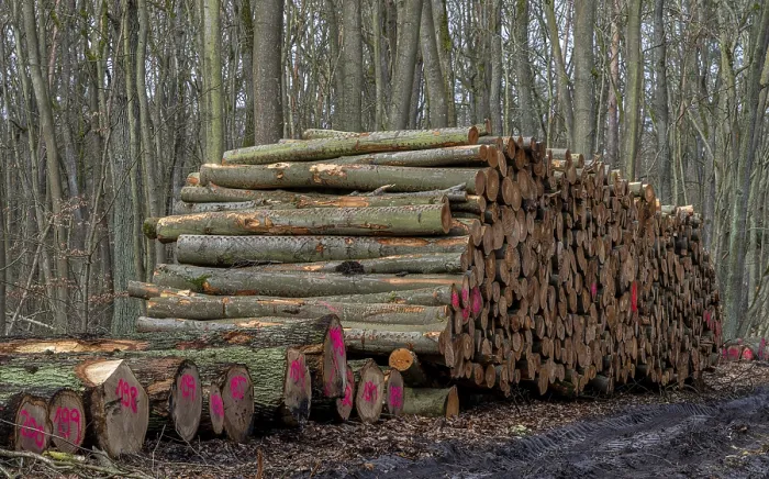 Framed Print : Pile of wood in the forest, Berlin suburbs