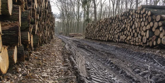 Framed Print : Pile of wood in the forest, Berlin suburbs