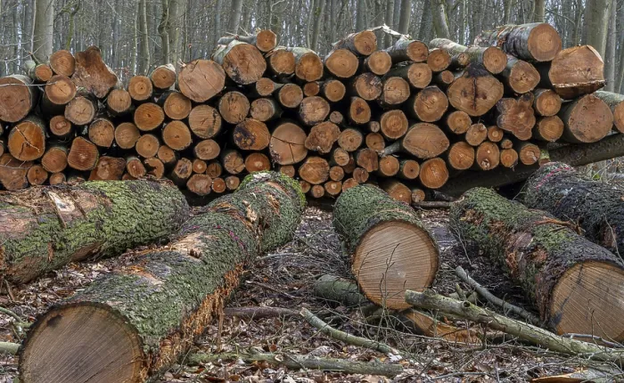 Framed Print : Pile of wood in the forest, Berlin suburbs