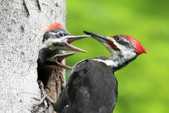 Framed Print : Pileated woodpecker (Dryocopus pileatus) feeding the young at the nest hole