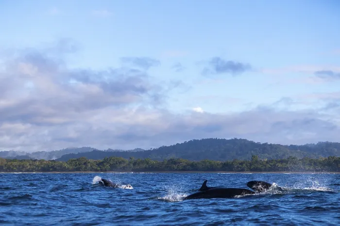 Framed Print : Pilot whales (Globicephala), Osa Peninsula
