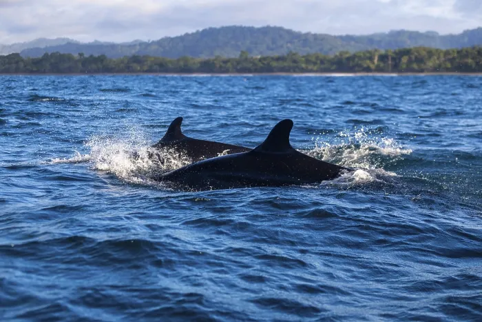 Framed Print : Pilot whales (Globicephala), Osa Peninsula
