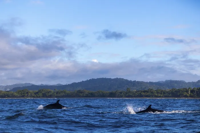 Framed Print : Pilot whales (Globicephala), Osa Peninsula