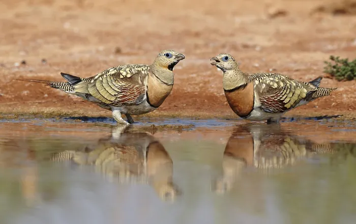 Framed Print : Pin-tailed Sandgrouse (Pterocles alchata) two adult males