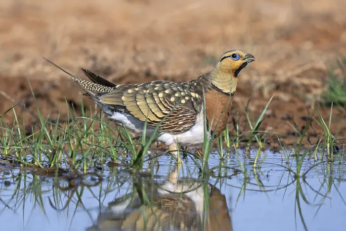 Framed Print : Pin-tailed sandgrouse (Pterocles alchata alchata / Tetrao alchata) adult male drinking water at waterhole in spring Framed Print : Pin-tailed sandgrouse (Pterocles alchata alchata / Tetrao alchata) adult male drinking water at waterhole in spring