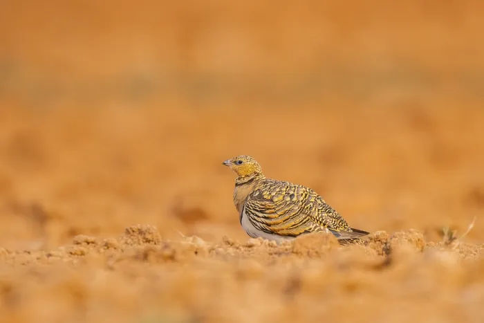 Framed Print : Pin-tailed Sandgrouse (Pterocles alchata) on a farmers field