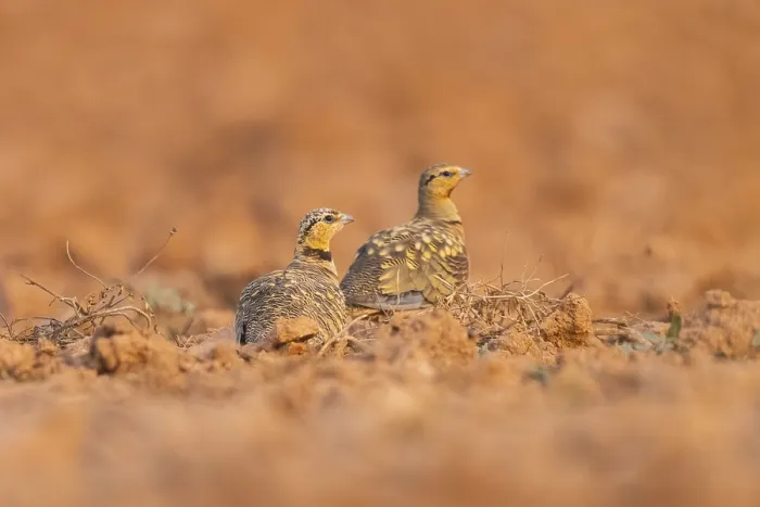 Framed Print : Pin-tailed Sandgrouse (Pterocles alchata) on a farmers field Framed Print : Pin-tailed Sandgrouse (Pterocles alchata) on a farmers field