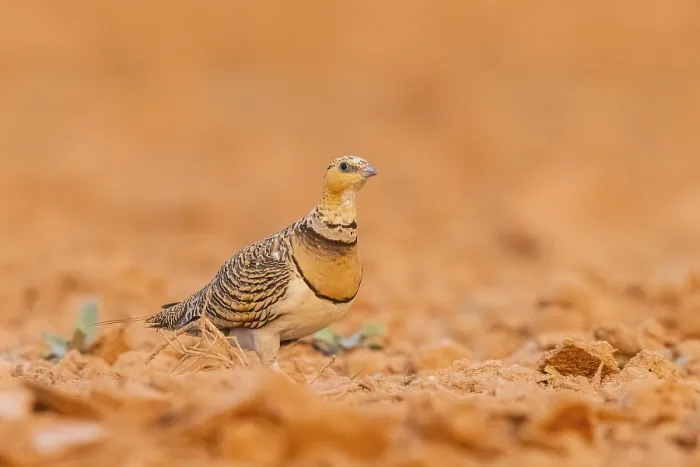 Framed Print : Pin-tailed Sandgrouse (Pterocles alchata) on a farmers field
