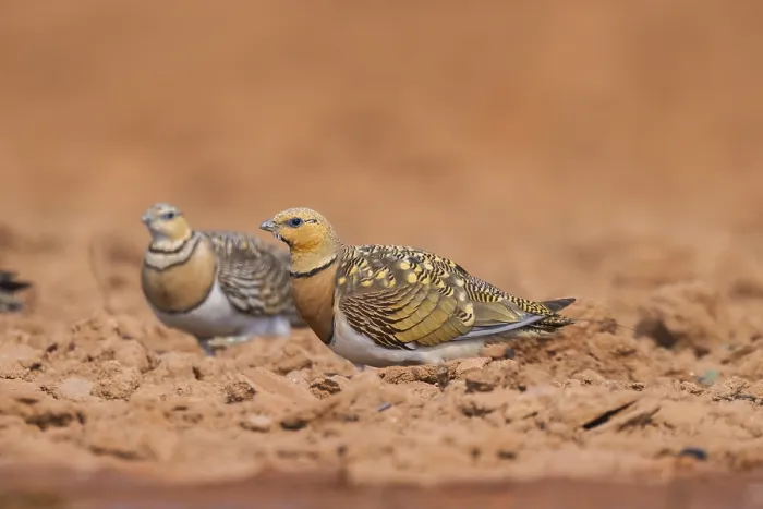 Framed Print : Pin-tailed Sandgrouse (Pterocles alchata) on a farmers field Framed Print : Pin-tailed Sandgrouse (Pterocles alchata) on a farmers field