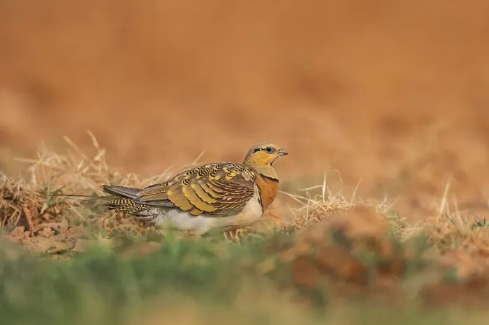 Framed Print : Pin-tailed Sandgrouse (Pterocles alchata) on a farmers field