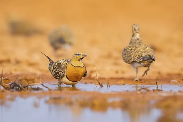 Framed Print : Pin-tailed Sandgrouse (Pterocles alchata) on a farmers field at a water pool