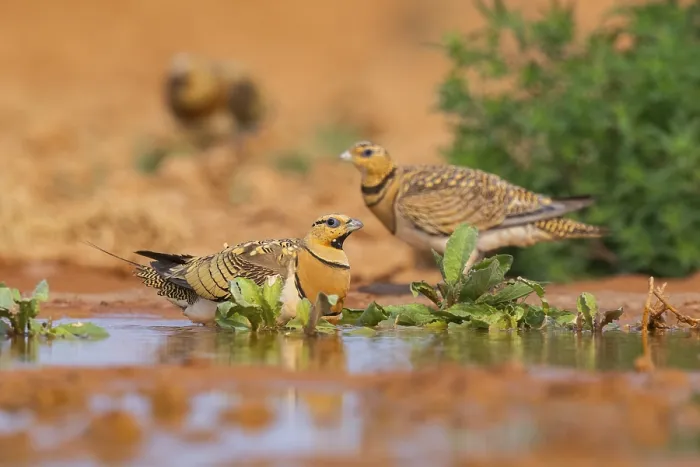 Framed Print : Pin-tailed Sandgrouse (Pterocles alchata) on a farmers field at a water pool