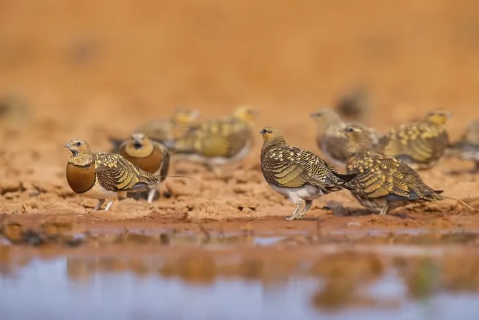Framed Print : Pin-tailed Sandgrouse (Pterocles alchata) on a farmers field at a water pool