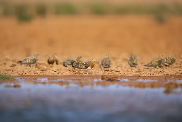 Framed Print : Pin-tailed Sandgrouse (Pterocles alchata) on a farmers field at a water pool Framed Print : Pin-tailed Sandgrouse (Pterocles alchata) on a farmers field at a water pool