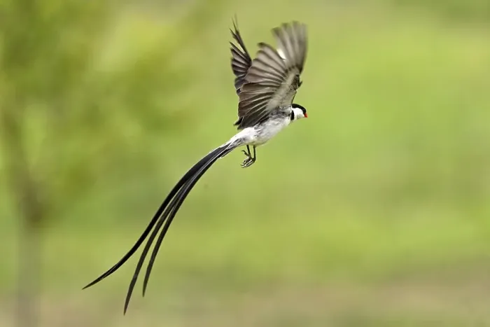 Framed Print : Pin-tailed Whydah (Vidua macroura)