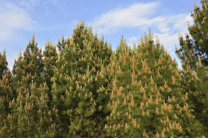 Framed Print : Pinaceae in the forest. Seeds on pines Framed Print : Pinaceae in the forest. Seeds on pines