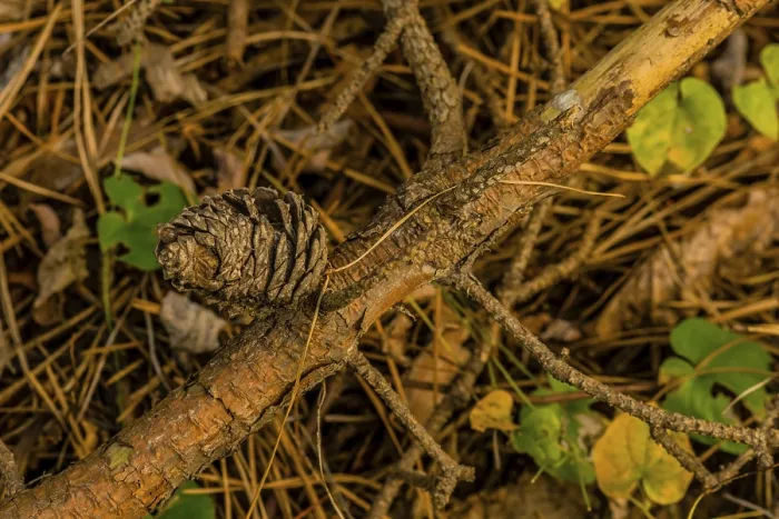 Framed Print : Pine cone on dead branch resting on dry forest floor Framed Print : Pine cone on dead branch resting on dry forest floor