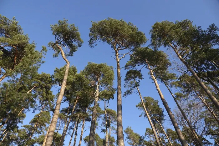 Framed Print : Pine forest