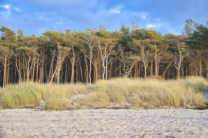 Framed Print : Pine forest on the beach on the Darss Framed Print : Pine forest on the beach on the Darss