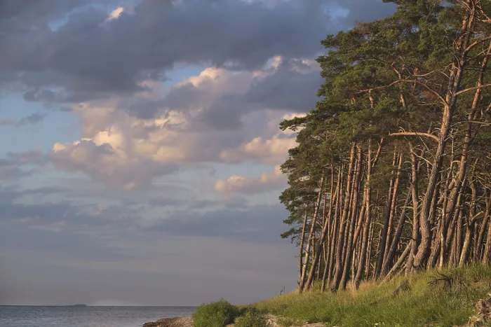 Framed Print : Pine forest on the Bodden near Greifswald