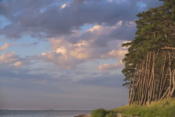 Framed Print : Pine forest on the Bodden near Greifswald