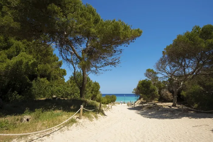 Framed Print : Pine forest at Cala Guya, Cala Ratjada