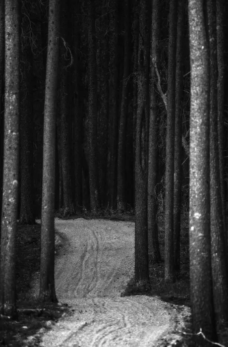 Framed Print : Pine Forest Cypress Hills Interprovincial Park Saskatchewan Alberta