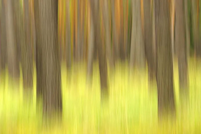 Framed Print : Pine forest, Germany