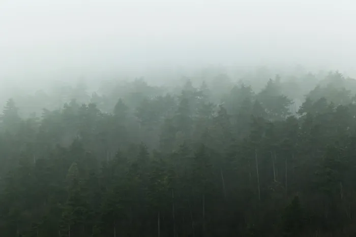 Framed Print : Pine forest on hill side covered in deep fog