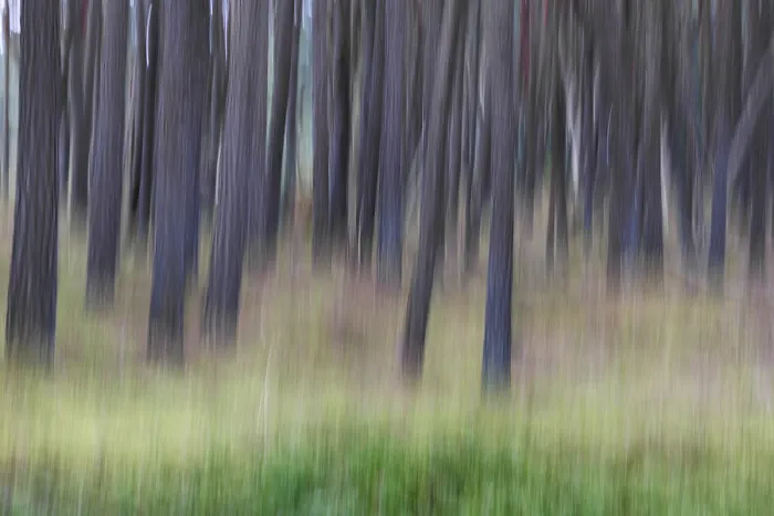 Framed Print : In the pine forest, ICM, Germany, Europe Framed Print : In the pine forest, ICM, Germany, Europe
