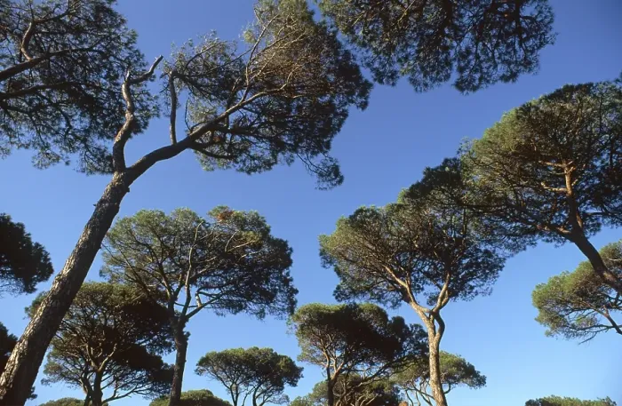 Framed Print : Pine forest at the Maremma coast Framed Print : Pine forest at the Maremma coast