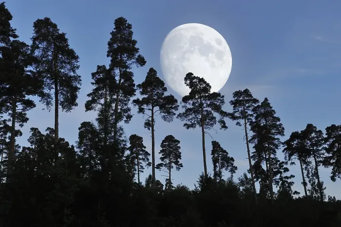 Framed Print : Pine forest with full moon, Baden-Wuerttemberg Framed Print : Pine forest with full moon, Baden-Wuerttemberg