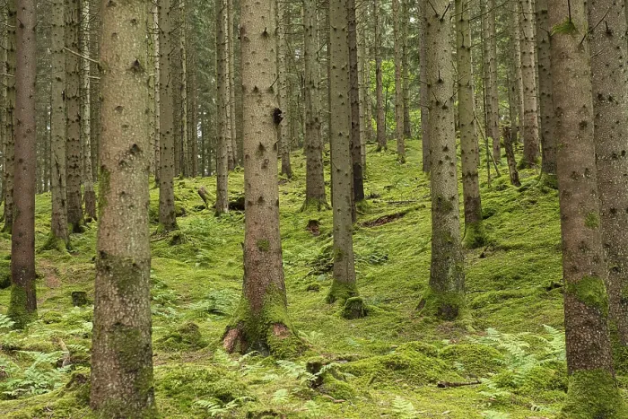 Framed Print : Pine forest with mossy forest floor