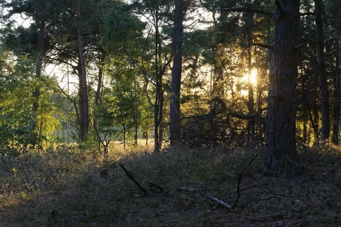Framed Print : Pine forest (Pinus), De Maasduinen National Park