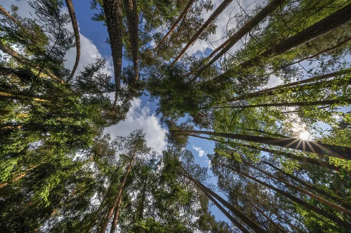 Framed Print : Pine forest (Pinus sylvestris) Framed Print : Pine forest (Pinus sylvestris)