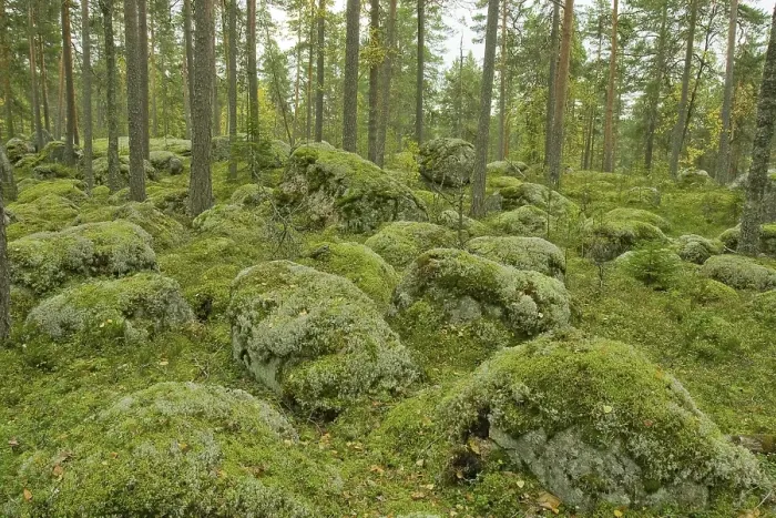Framed Print : Pine forest, rocks covered with moss and Caribou Moss or Reindeer Lichen (Cladonia rangiferina)