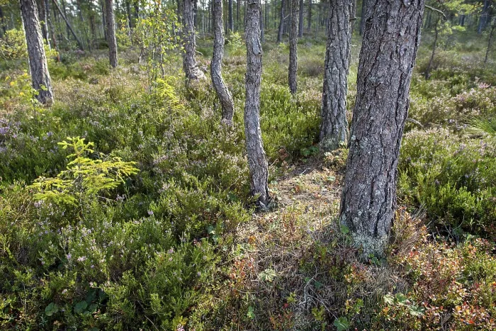 Framed Print : Pine forest, Rumskulla, Smaland, Sweden, Europe Framed Print : Pine forest, Rumskulla, Smaland, Sweden, Europe