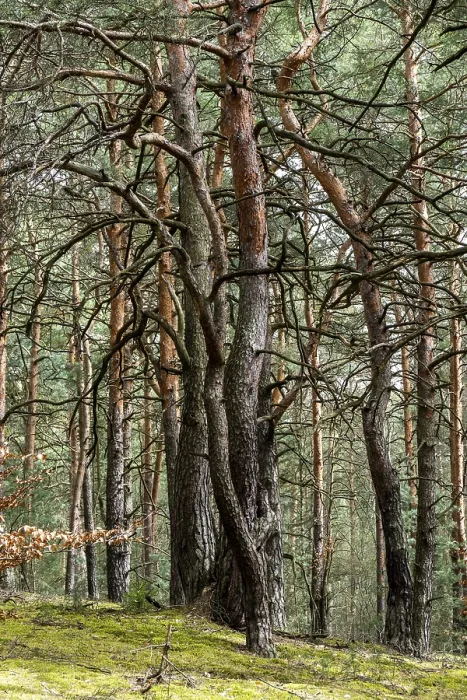Framed Print : Pine forest on a sand dune near Mucka in the Upper Lusatian Heath