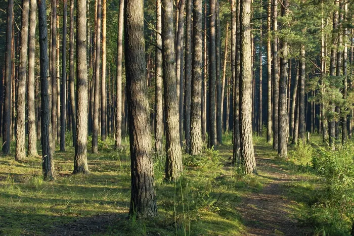 Framed Print : Pine forest, sunlit tree trunks and bushes on a summer morning Framed Print : Pine forest, sunlit tree trunks and bushes on a summer morning