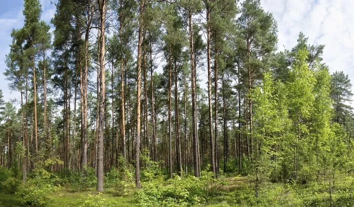 Framed Print : Pine forest, sunlit tree trunks and bushes on a summer morning