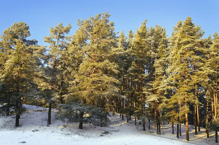 Framed Print : Pine Forest On A Sunny Winter Day Daugavpils