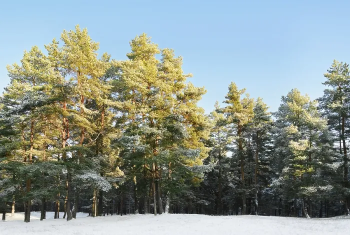 Framed Print : Pine Forest On A Sunny Winter Day Daugavpils