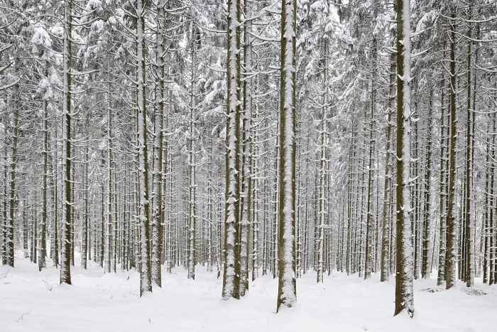 Framed Print : Pine forest in winter Framed Print : Pine forest in winter