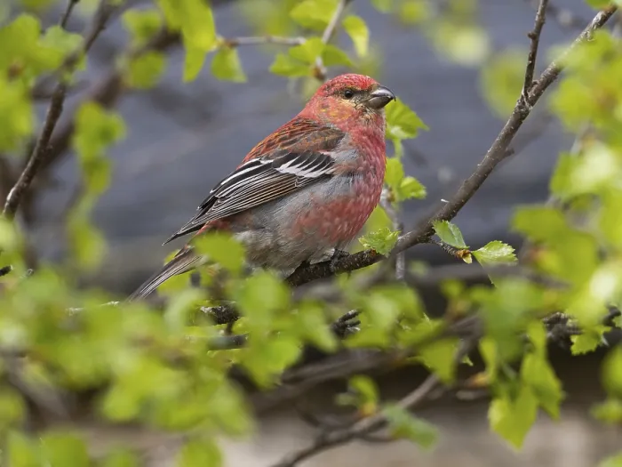 Framed Print : Pine Grosbeak (Pinicola enucleator)