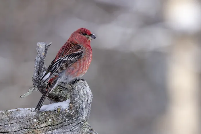 Framed Print : Pine grosbeak (Pinicola enucleator)