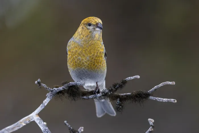Framed Print : Pine grosbeak (Pinicola enucleator)
