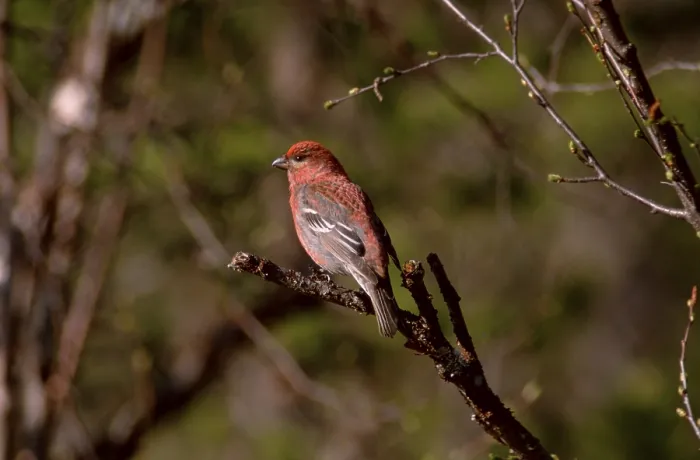 Framed Print : Pine Grosbeak (Pinicola enucleator)