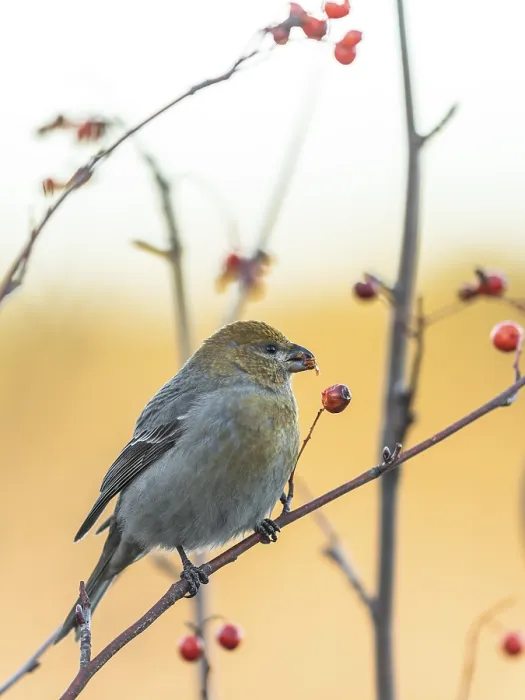 Framed Print : Pine grosbeak, Pinicola enucleator